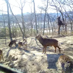 おがの鹿公園