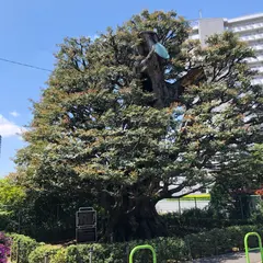 旧細川邸のシイ