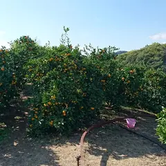 高橋みかん狩りセンター