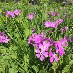 さくら草公園