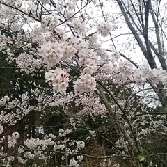 わち山野草の森