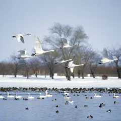 瓢湖水きん公園