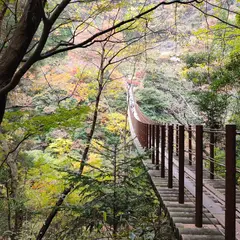 樅木吊橋