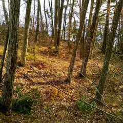 柏山城跡(下の城)