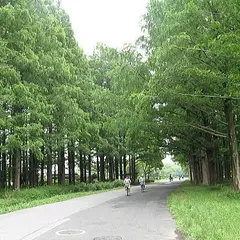 メタセコイアの森（水元公園）