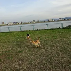 紀の川第1緑地ドッグラン