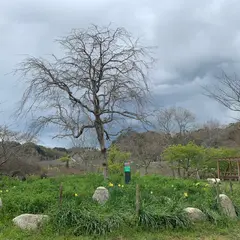 水仙園(佐久間ダム親水公園)