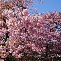 河津桜原木