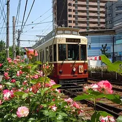 都電沿線のバラ