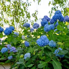 丹州観音寺のあじさい