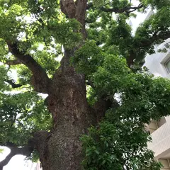 本郷弓町のクス