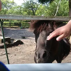 霧島高原乗馬クラブ