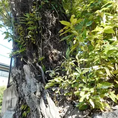 松木