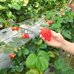 そのべ農園