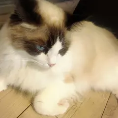 猫カフェモカラウンジ 池袋東口店