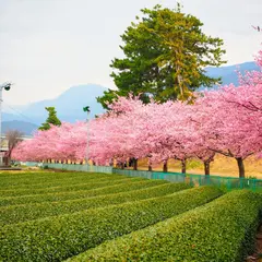 美和桜並木