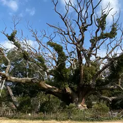 川棚のクスの森