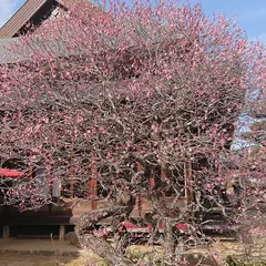 観照寺