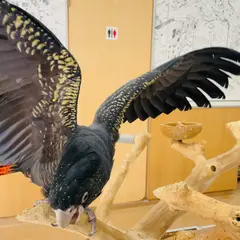 鳥の遊び場 鳥楽園