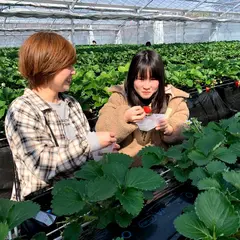 いちご狩り農園 Yokohama VeryBerry（横浜ベリーベリー）