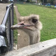 みはらしファーム ふれあい広場