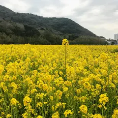 田原街道 菜の花畑