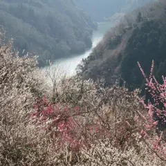 月ヶ瀬梅渓