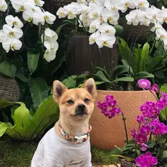 熱帯ドリームセンター