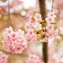 戻橋の河津桜