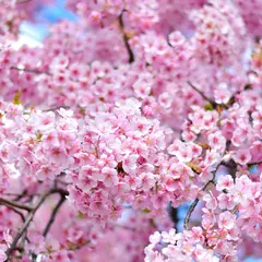 三条大橋 河津桜