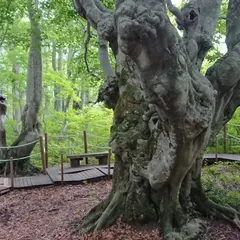 あがりこ大王