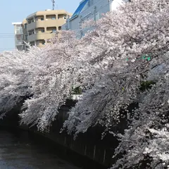 石神井川沿い桜並木（桜台）