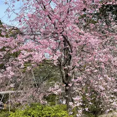 南神苑