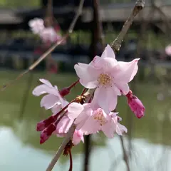 東神苑