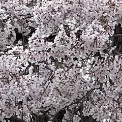 円山公園