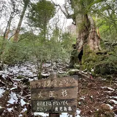 大王杉
