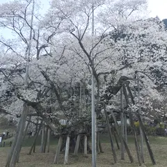 根尾谷淡墨桜