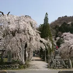 法善寺のしだれ桜