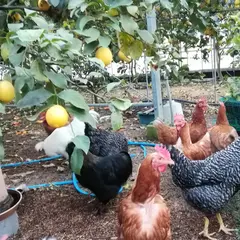 長畠農園 (瀬戸田 無農薬レモン 瀬戸内)