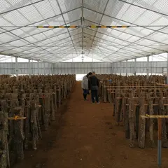 修善寺しいたけの里