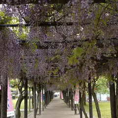渋川公園藤棚