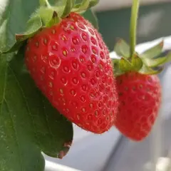 季節の香り農園〜ヒロファーム〜