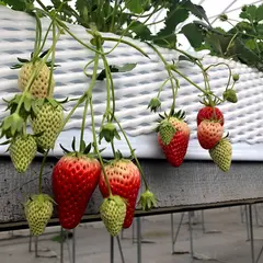 トリックスいちご園