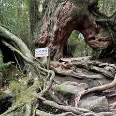 くぐり杉