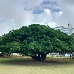 新都心公園