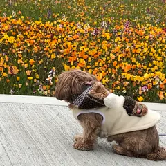 田んぼを使った花畑