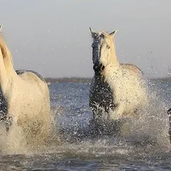 海の乗馬倶楽部 エルカバージョ
