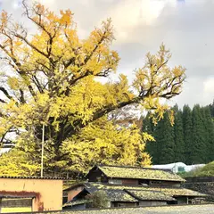 下城の大イチョウ