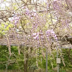 霧島市立和気公園 藤まつり会場