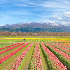 あさひ舟川「春の四重奏」